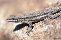 Schott's Tree Lizard