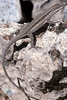 Schott's Tree Lizard