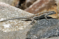 Schott's Tree Lizard