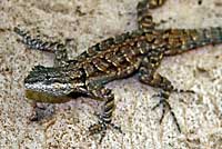 Schott's Tree Lizard