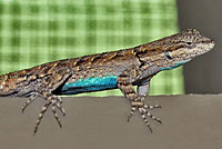 Schott's Tree Lizard