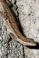 Schott's Tree Lizard