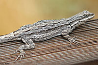 Schott's Tree Lizard