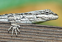 Schott's Tree Lizard