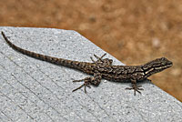 Schott's Tree Lizard