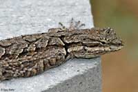 Schott's Tree Lizard