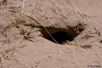 Yuman Desert Fringe-toed Lizard