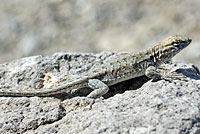 Northern Side-blotched Lizard