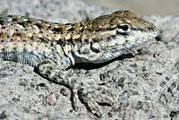 Northern Side-blotched Lizard