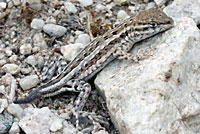 Northern Side-blotched Lizard