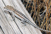 Northern Side-blotched Lizard