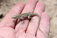 Eastern Side-blotched Lizard