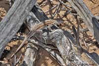 Eastern Side-blotched Lizard