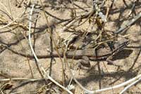 Western Side-blotched Lizard