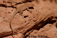 Plateau Side-blotched Lizard