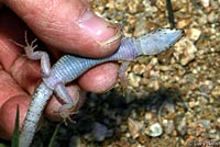 Arizona Night Lizard