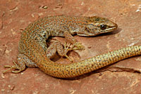 Desert Night Lizard