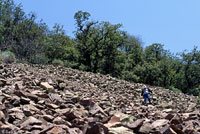 Western Twin-spotted Rattlesnake habitat