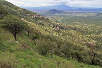 Arizona Ridge-nosed Rattlesnake habitat