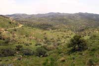 Brown Vinesnake Habitat