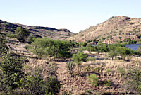 Reticulate Gila Monster habitat