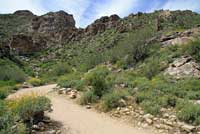 Western Side-blotched Lizard habitat