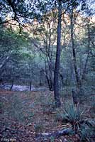 Northern Green Ratsnake habitat