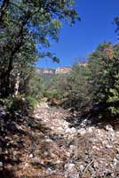 Chihuahuan Black-headed Snake habitat