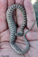 Painted Desert Glossy Snake