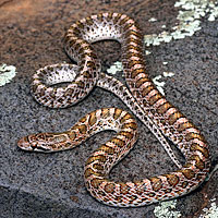 Painted Desert Glossy Snake