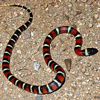 New Mexico Milksnake