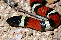 New Mexico Milksnake