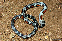 New Mexico Milksnake