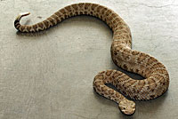 Grand Canyon Rattlesnake