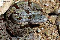 Banded Rock Rattlesnake