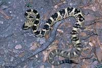 Northern Black-tailed Rattlesnake