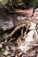 Northern Black-tailed Rattlesnake