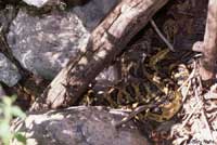 Northern Black-tailed Rattlesnake