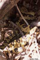 Northern Black-tailed Rattlesnake