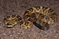 Northern Black-tailed Rattlesnake