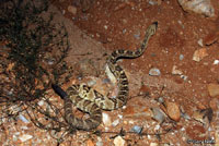 Northern Black-tailed Rattlesnake