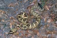 Northern Black-tailed Rattlesnake