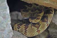 Northern Black-tailed Rattlesnake