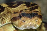 Northern Black-tailed Rattlesnake