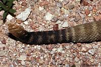 Northern Black-tailed Rattlesnake