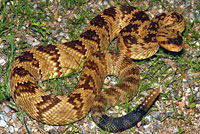 Northern Black-tailed Rattlesnake