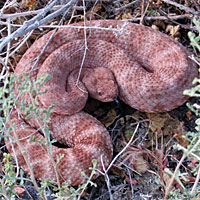 Arizona Black Rattlesnake