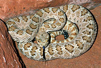 Midget Faded Rattlesnake