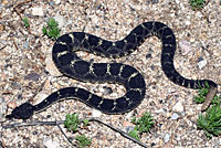 Arizona Black Rattlesnake