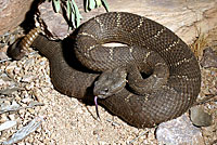 Arizona Black Rattlesnake